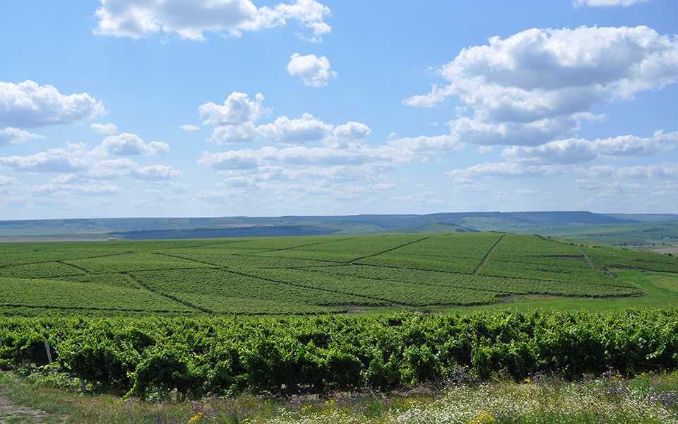 Struguri COTNARI de vin - Feteasca Grasa Francusa COTNARI