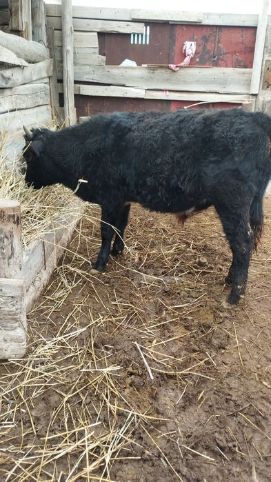 Баспақтар бар сатылады