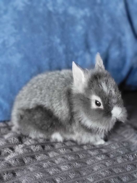 Коледен подарък, който се гушка!  Декоративни зайчета – на 33 дни