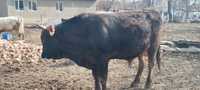 Продаю быка алатауская породы 2-х годовалый