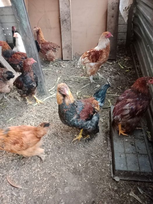 Продам молодых домашних петухов