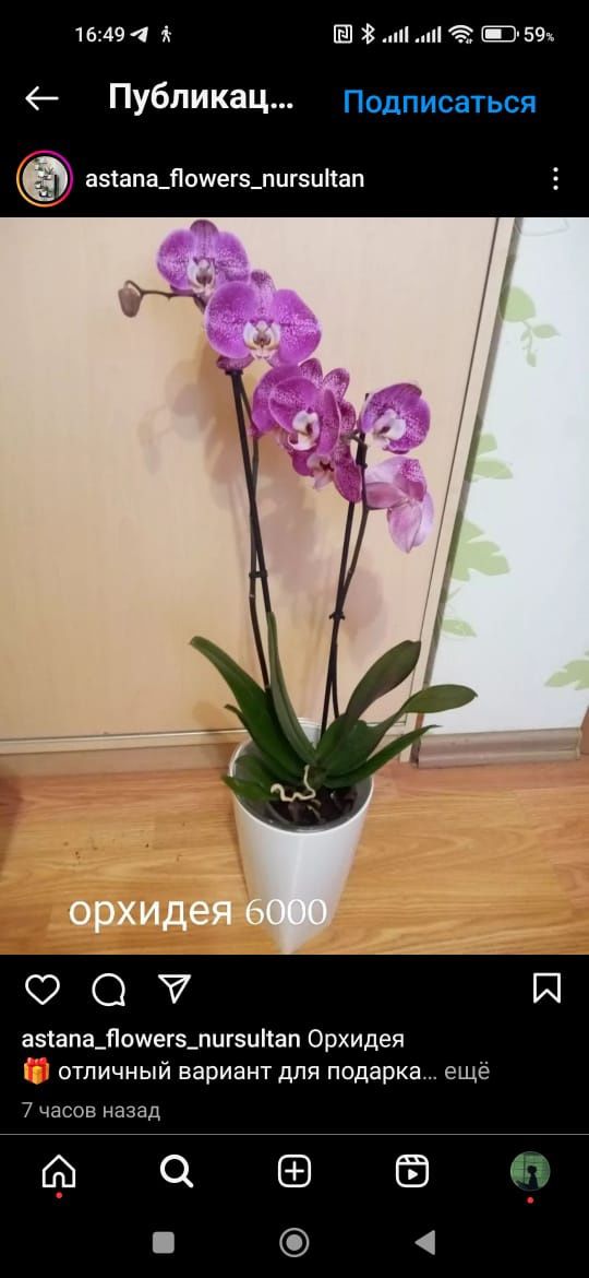 Орхидеи архидея женское счастье цветы пальма доллар