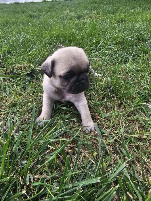 Pui mascul pug,mops rasa pura cu pedigre