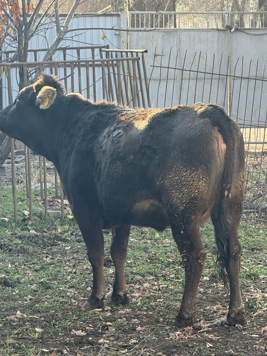 Продаётся нетель