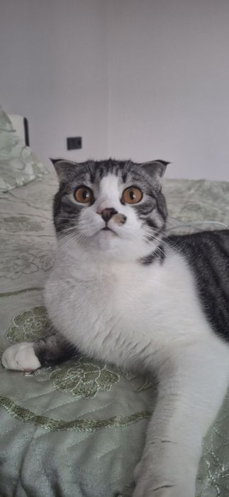 Отдам в добрые руки котика. К туалету приучен, чистоплотен,