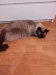 Ofer servicii Pet sitting