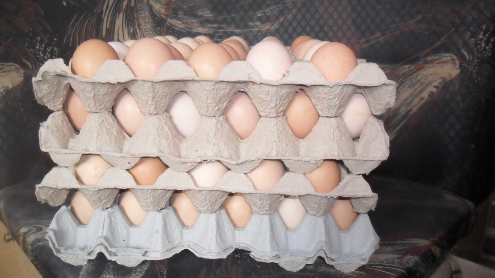 Предлагам домашни яйца