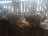 Продам овечек цена договорная