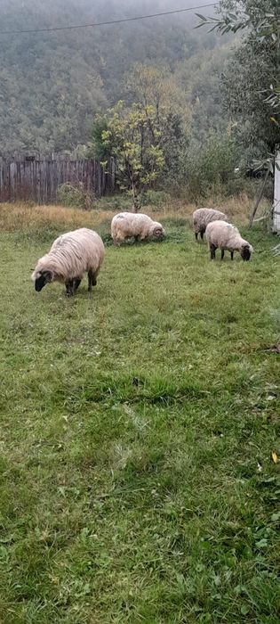 Van oi tinere cap negru de ținut