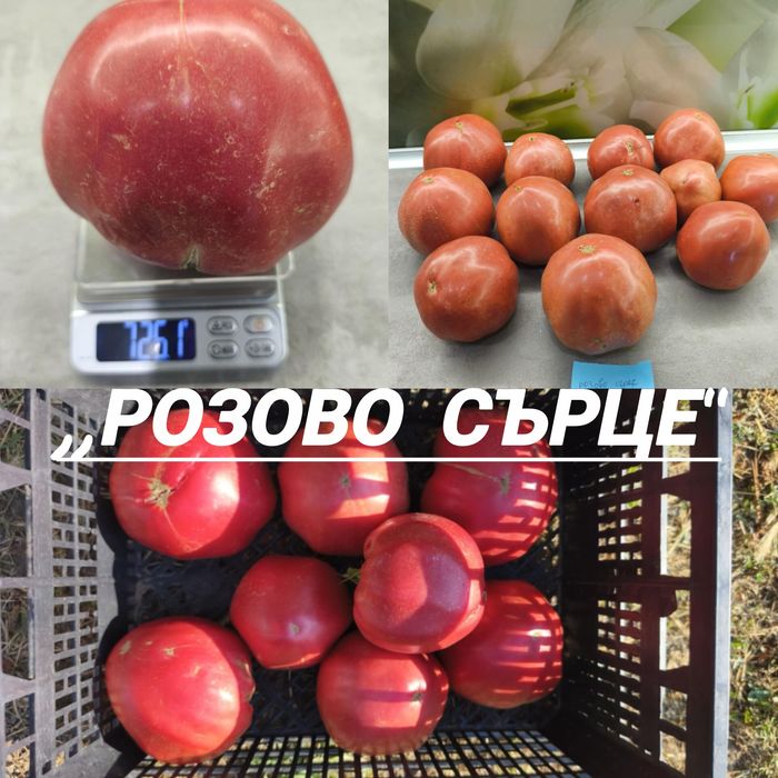 Стари сортове семена от ,,Вълшебната Градина"