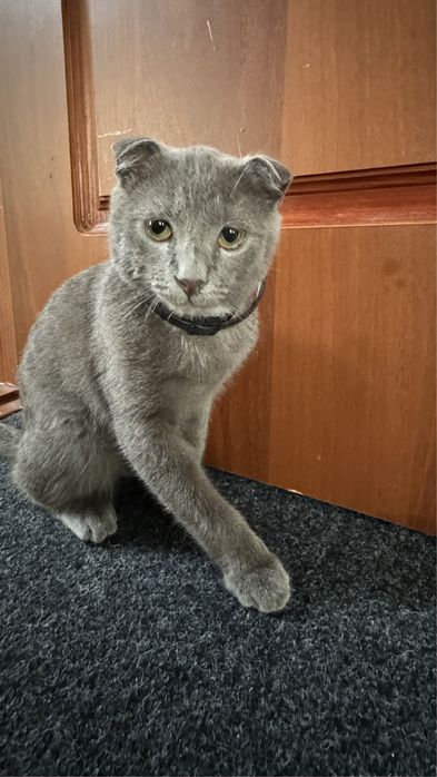 Кот 5 месяцев ,хороший ,красивый, умный ,веселый.