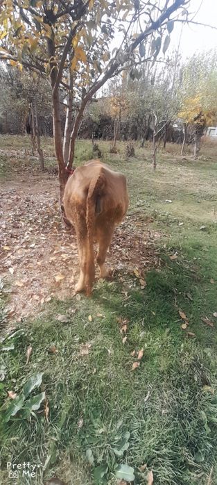 Bugoz 8 oylikga yaqin dekabrga tugadi