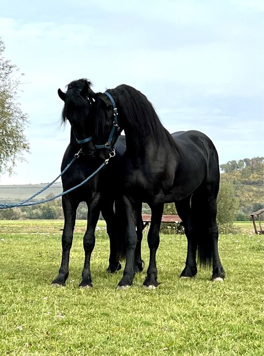 Armasari Friesian pereche Frizian