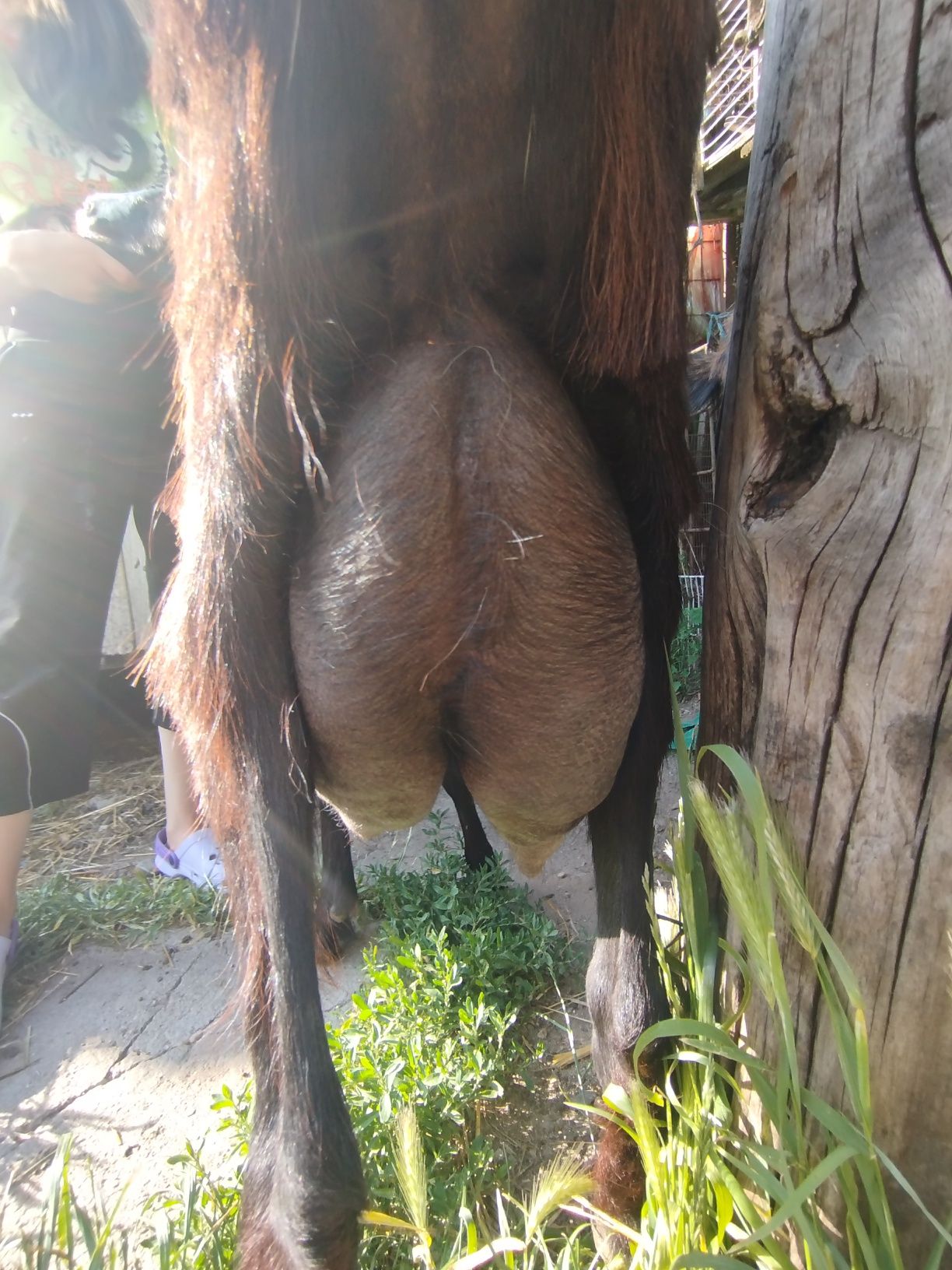Vând capră în comuna Tileagd