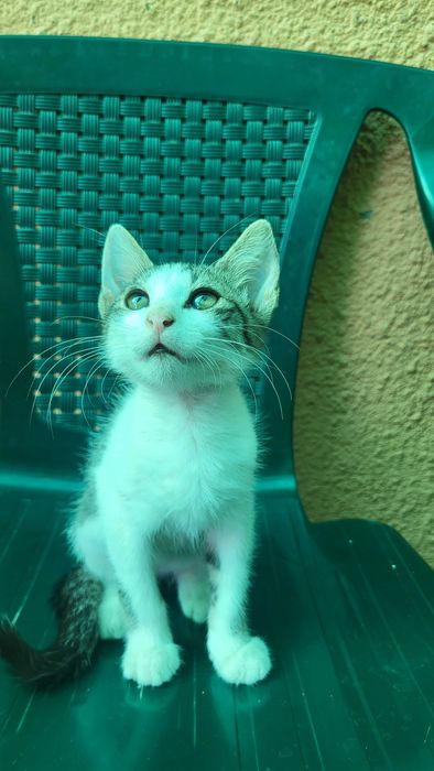 Pisicuță spre adopție, mascul, 3 luni.