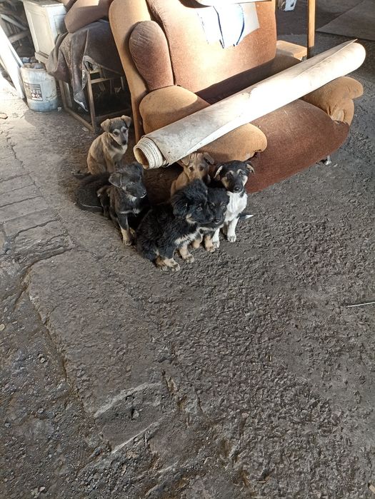 Отдаю щенков в добрые руки!