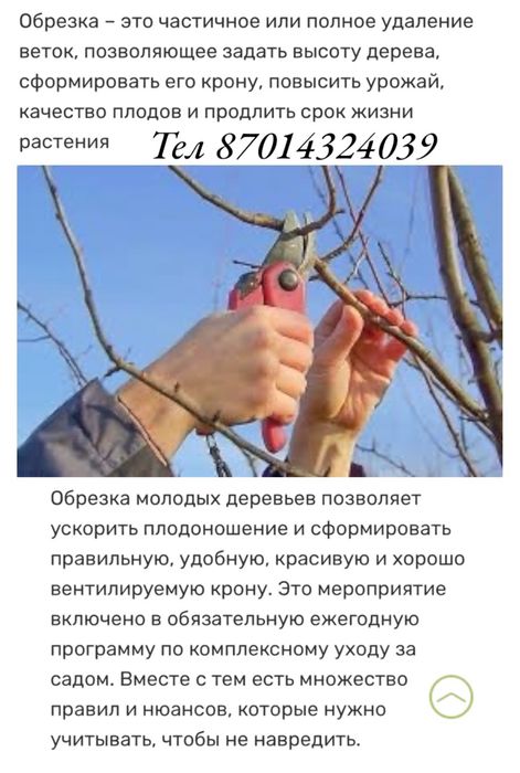 Профессиональная обрезка плодовых деревьев