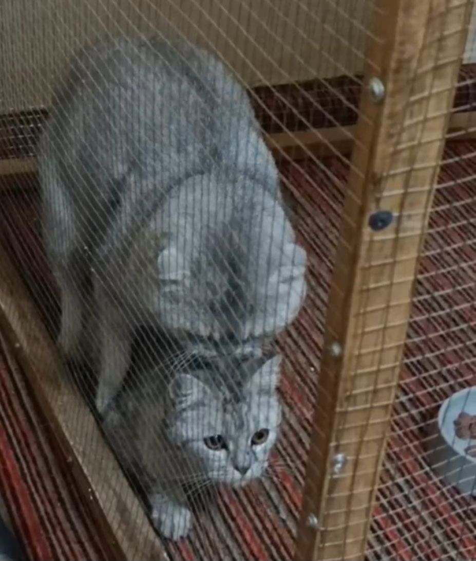 Скотиш фолд ва страйт