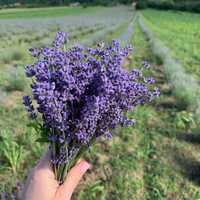 Butasi, flori de Lavanda