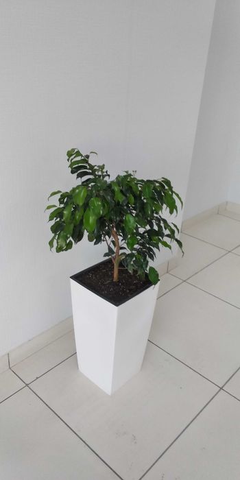 Продаю разнообразные комнатные растения .