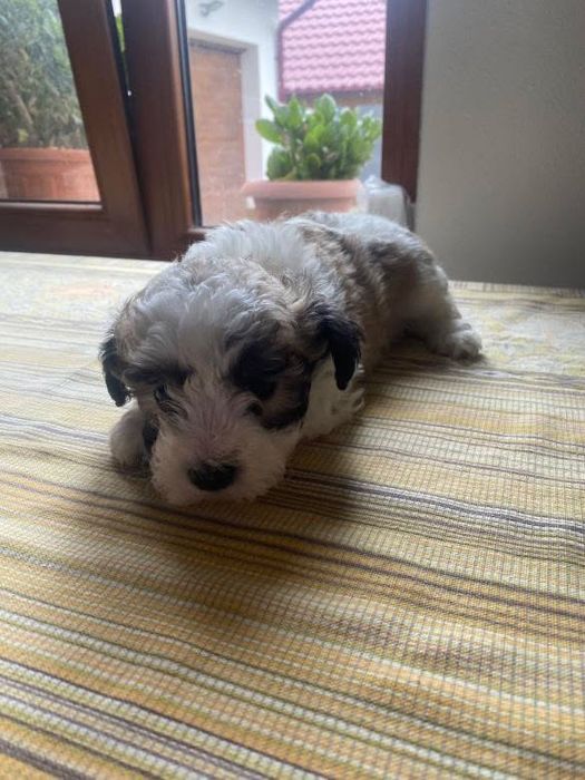 vand caini maltipoo