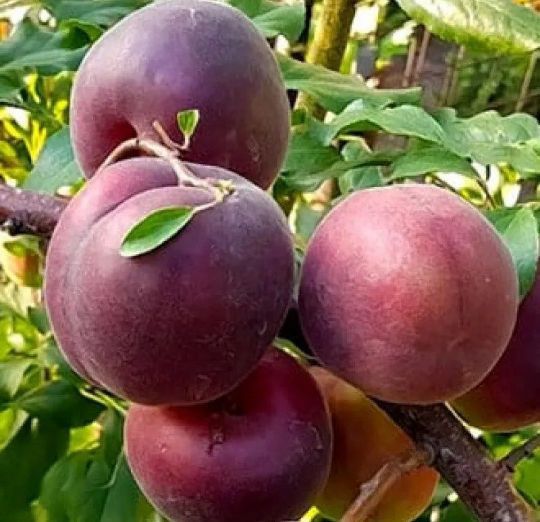 Cais (Soiul Black Velvet )