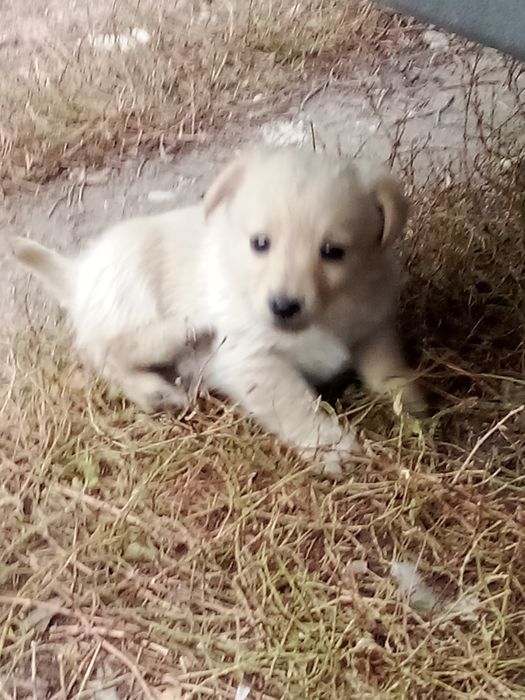 Отдам в добрые руки