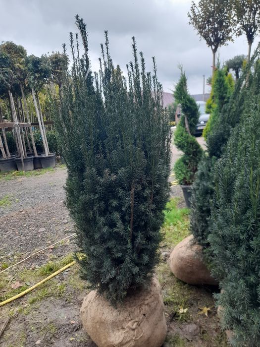 Vând plante ornamentale