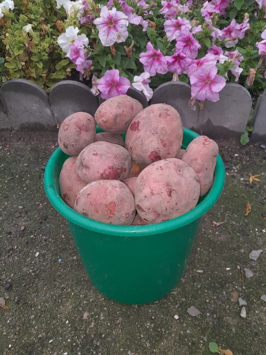 Продам картофель домашний