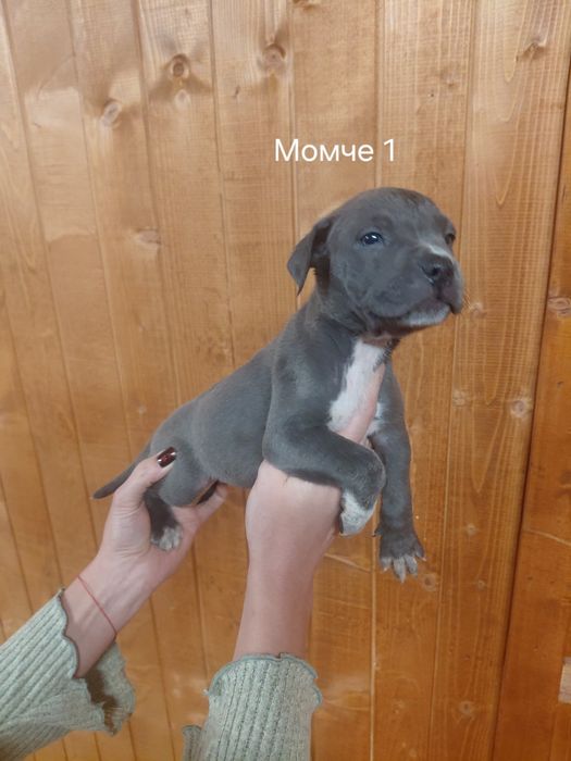 Сини питбули с ваксина и паспорт