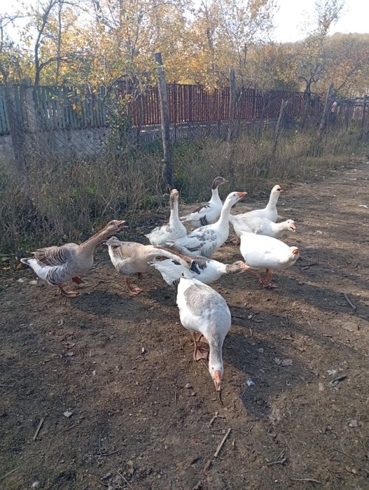 Vând curci și gâște