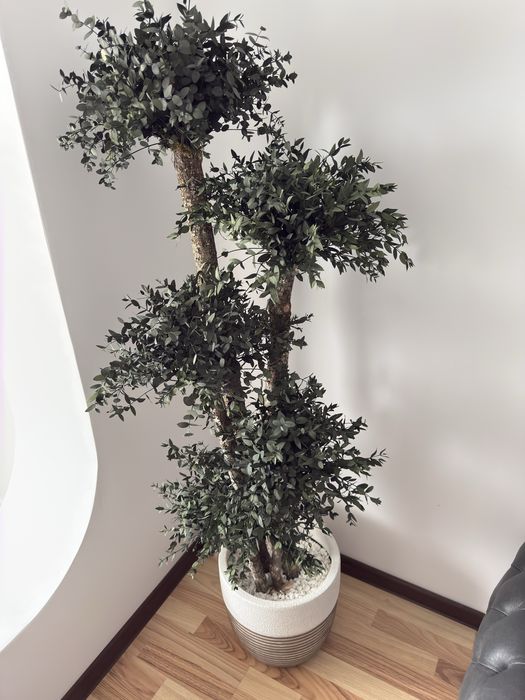 Copac natural stabilizat Parvifolia cu 5 sfere 165 cm