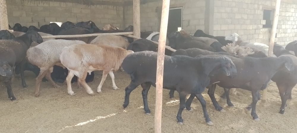 Бокилган кучкорлар .илтимос бекорчилар безовта килмасин.