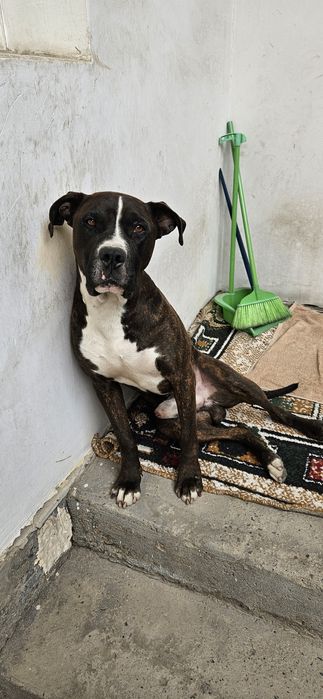 Молодой питбуль.