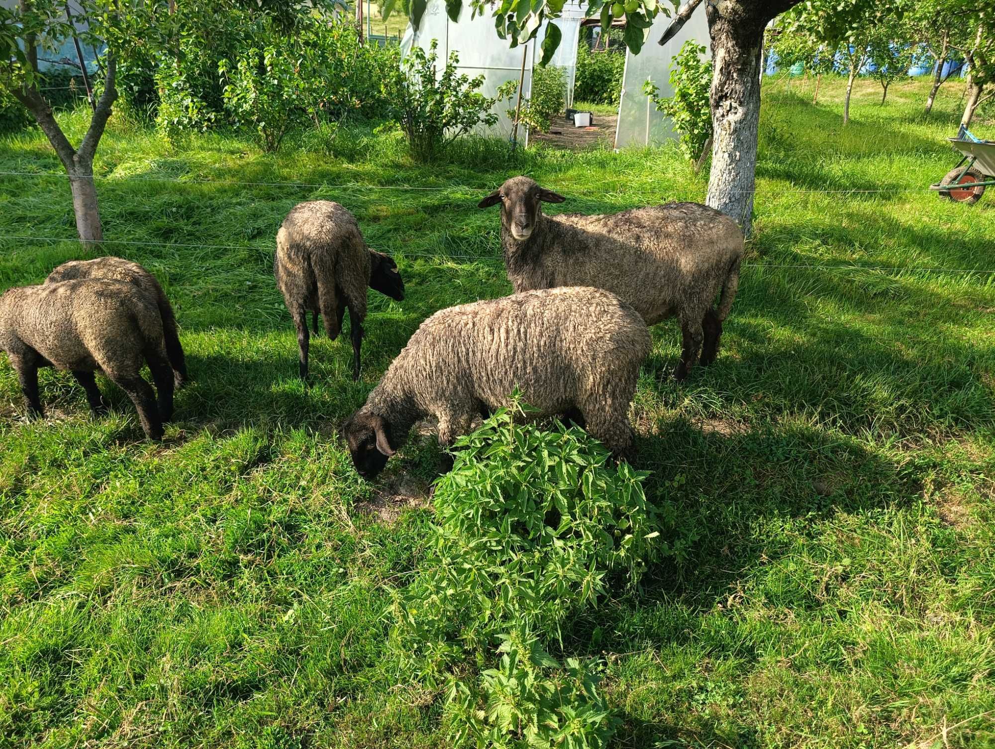 Vând oi și miei Suffolk