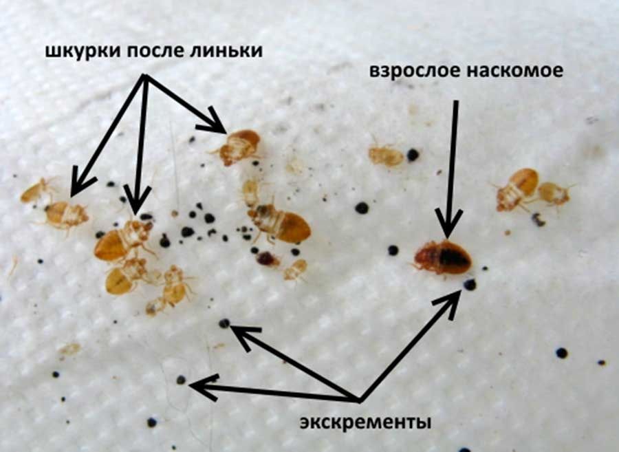 Дезинфекция,Dizinfeksiya klapa, дезинфекция клопы и тараканов!