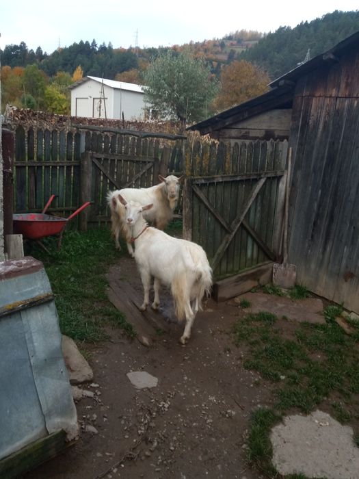 Țap de vânzare!rasa sanen