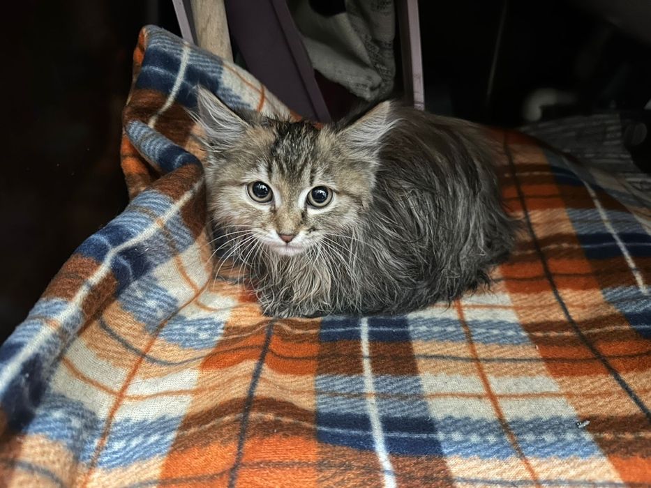 Кошечка(2 месяца)