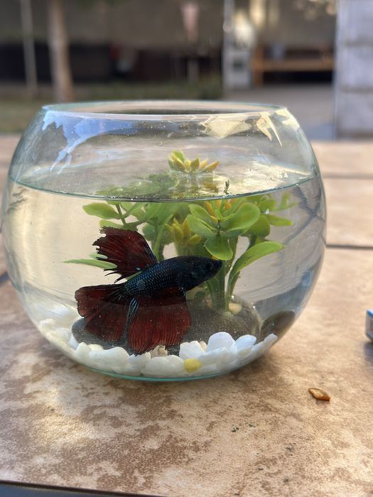 Рыбка петушок декоративные