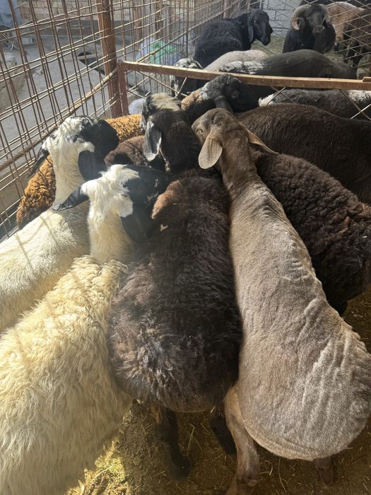 Qoylarimiani narhi 140000 min somdan