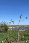 Teren intravilan Mariuta cu vedere la lac 5000 mp, 42 km de București
