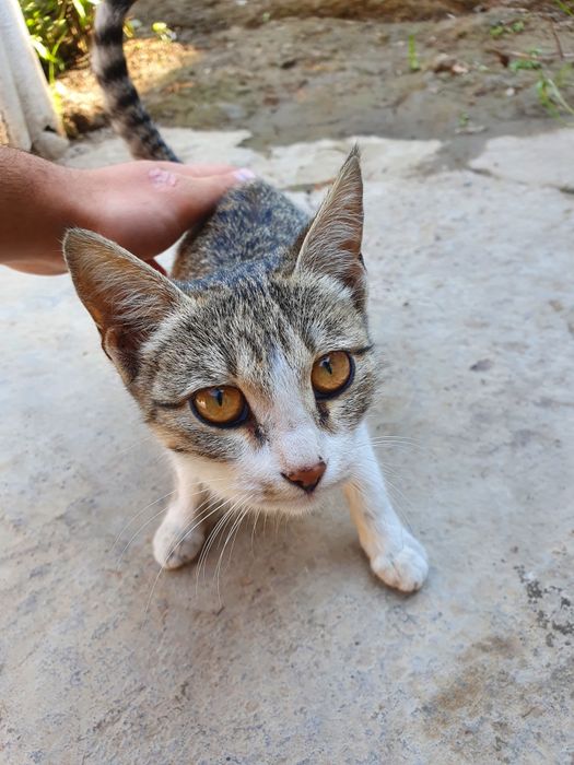 Красивая домашняя кошка(Чупа)