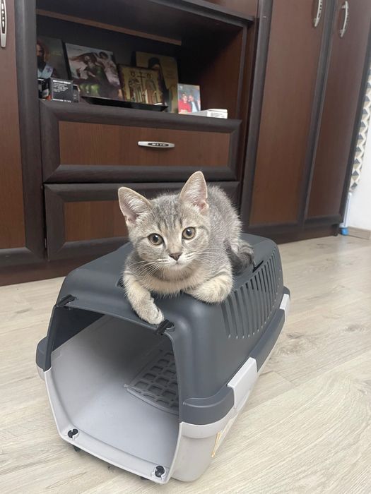 Caut casă pentru iubitori de animale