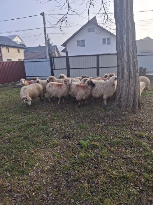 Vând 13 oi de ținut