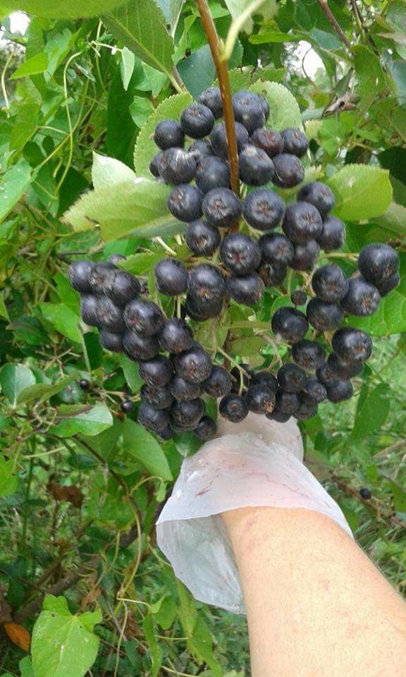 Aronia ,suc de aronia 40 lei litru