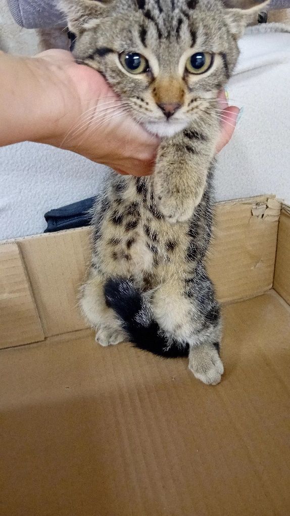 Подарявам котенце