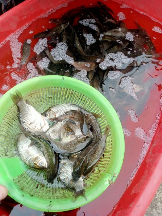 Живец карасик.8см.