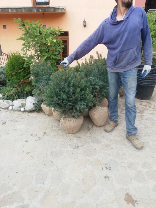 Plante ornamentale