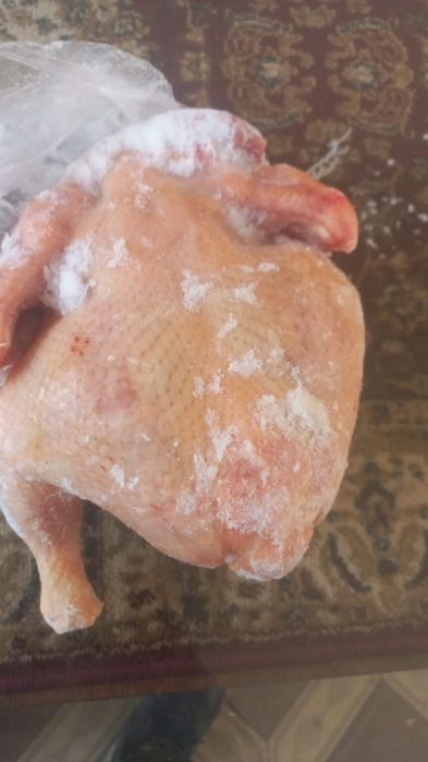 Продам  куры продам