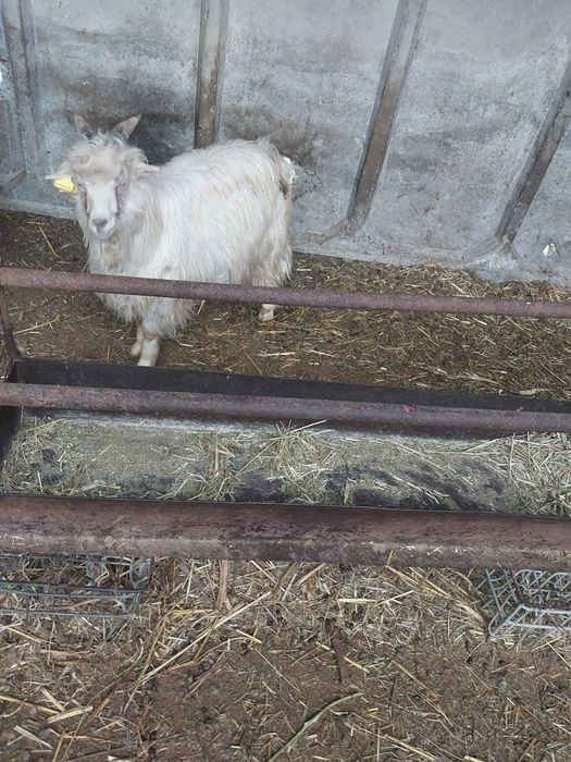 Продам козла другое